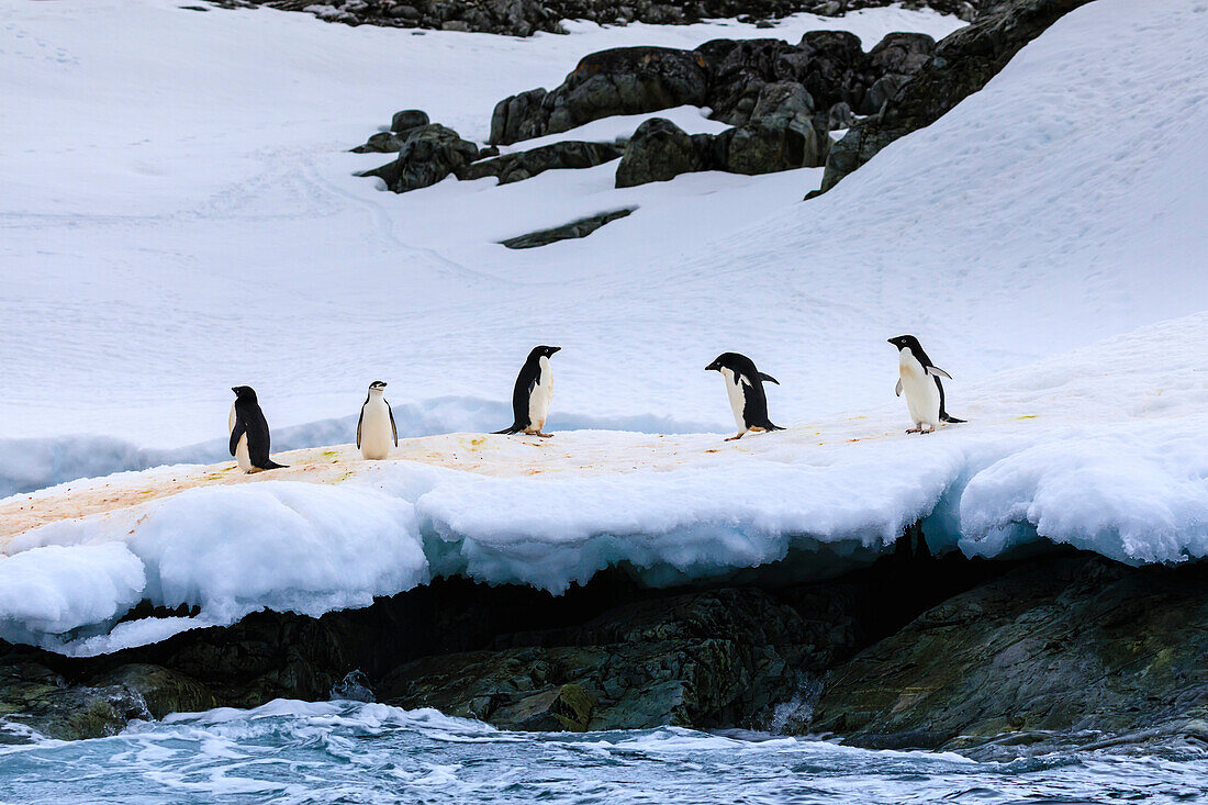 Chinstrap (Pygoscelis antarcticus) and Adelie Penguins (Pygoscelis adeliae), Torgersen Island, Antarctic Peninsula, Antarctica, Polar Regions
