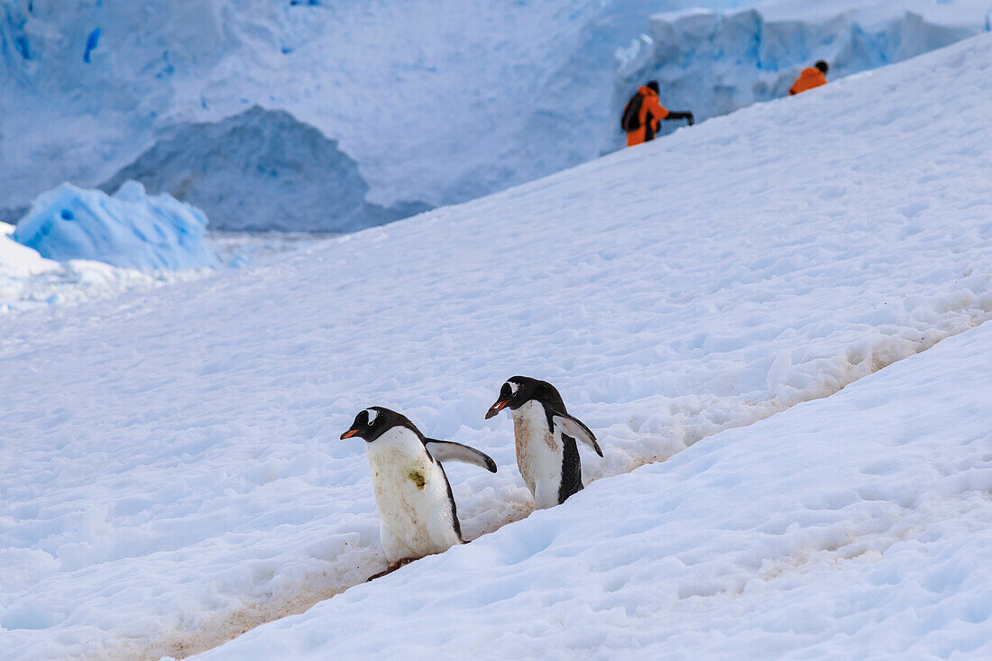 Gentoo penguins (Pygoscelis papua) use a penguin highway, visitors use their own, Neko Harbour, Antarctic Peninsula, Antarctica, Polar Regions