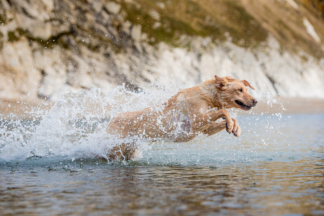 Golden labrador swimming on beach in Dorset, England, United Kingdom, Europe