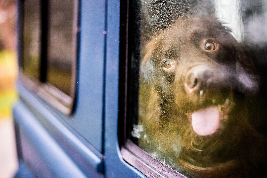 Spaniel in car with nose against window, United Kingdom, Europe