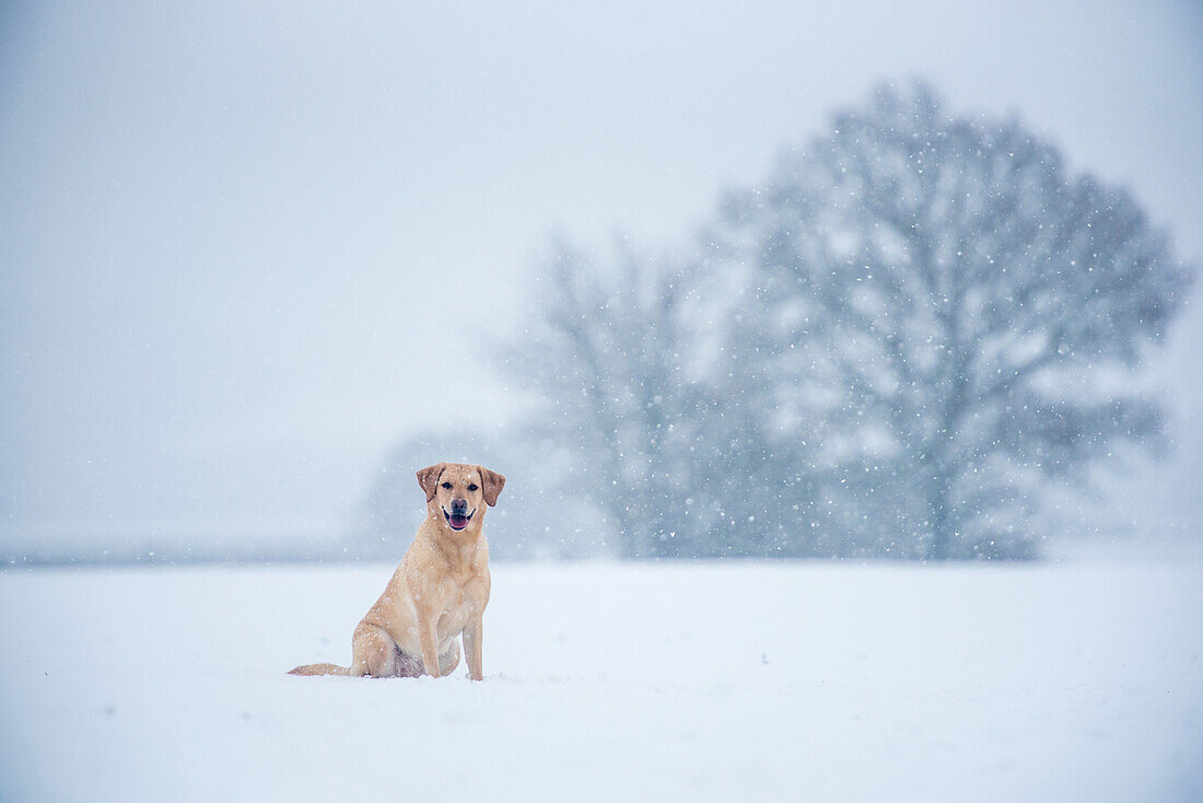 Golden Labrador in the snow, United Kingdom, Europe