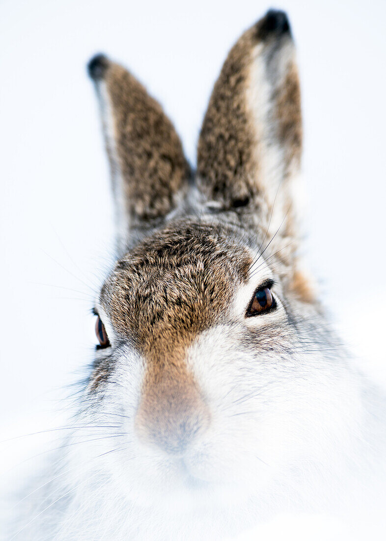 Mountain hare portrait (Lepus timidus) in winter snow, Scottish Highlands, Scotland, United Kingdom, Europe