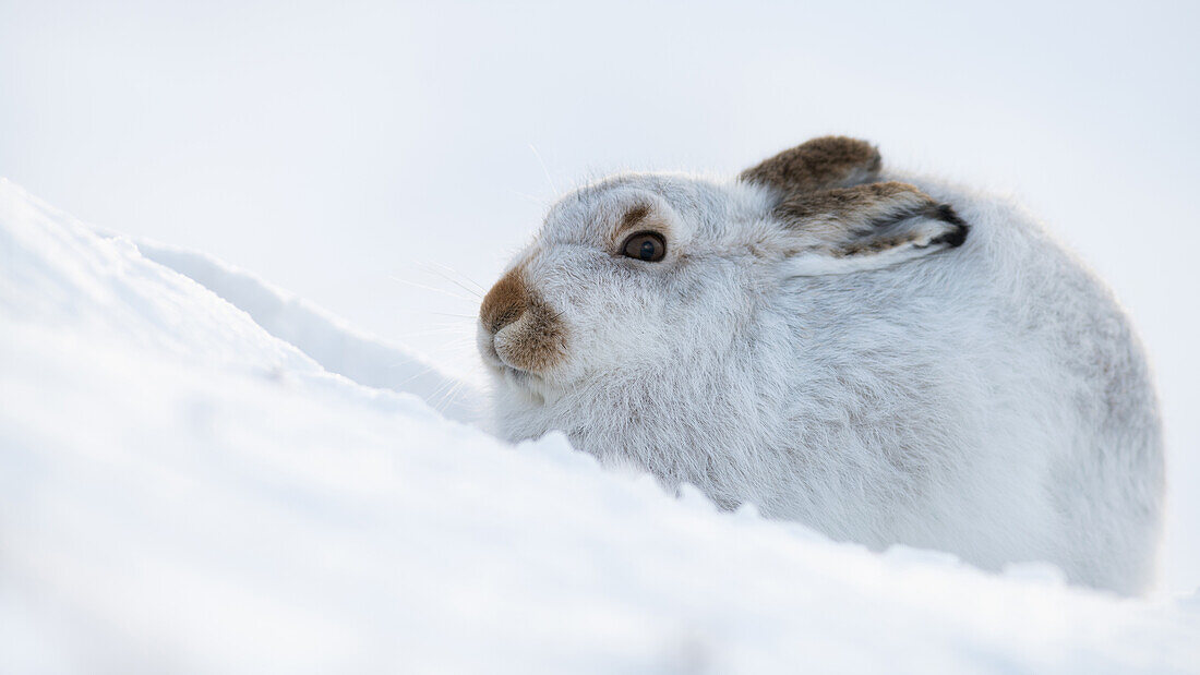 Mountain hare portrait (Lepus timidus) in winter snow, Scottish Highlands, Scotland, United Kingdom, Europe