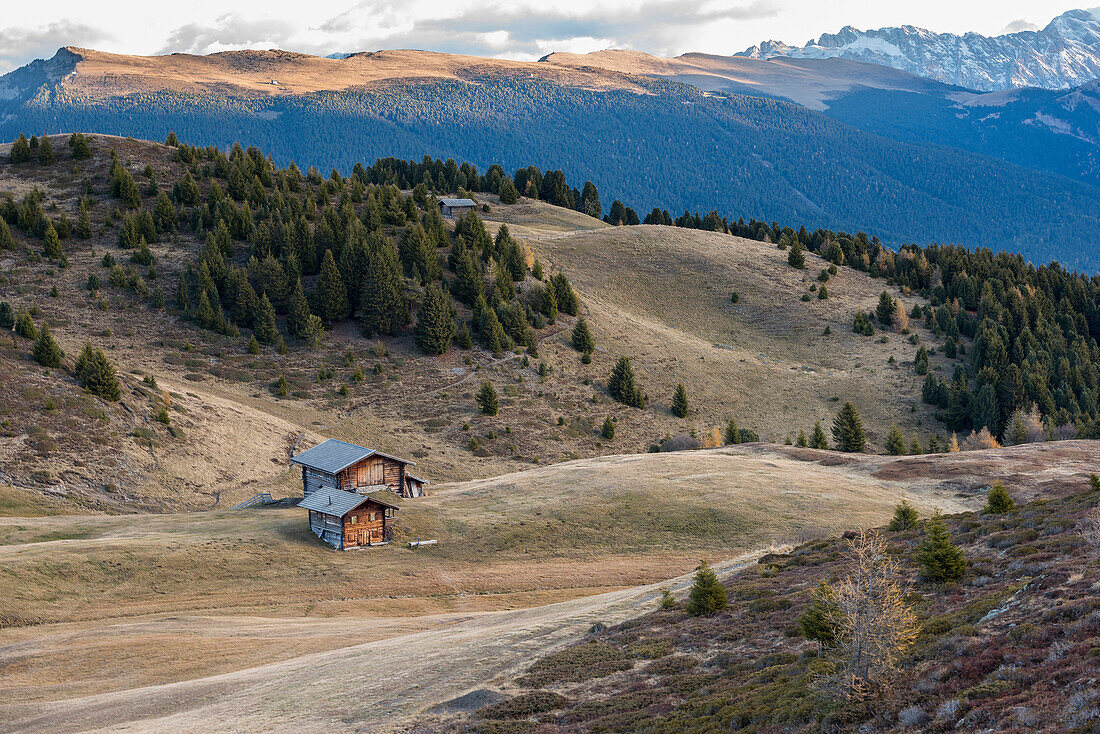 Alms (mountain huts) in the fields, Alpe di Siusi, Trentino, Italy, Europe