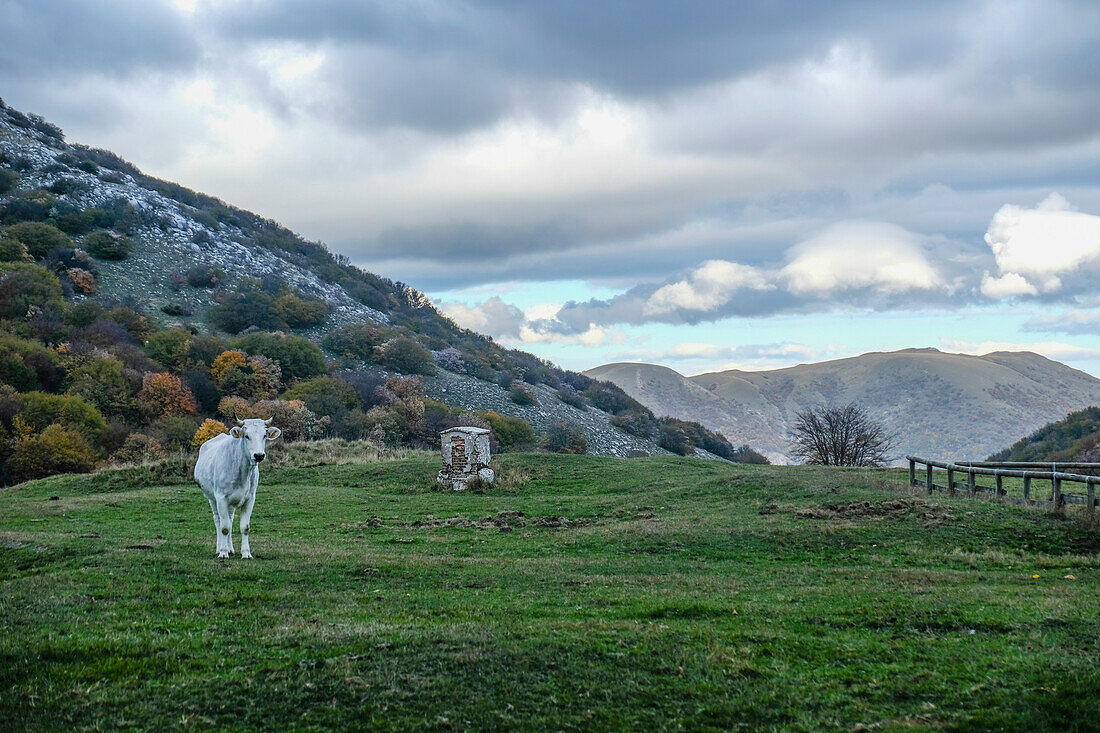 Cow in the fields, Apennines, Umbria, Italy, Europe