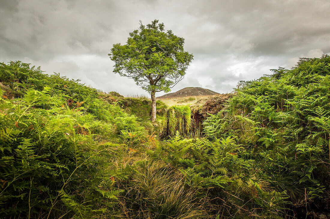 Lone tree, bracken and Bleaberry Fell, Central Lake District, Cumbria, England, United Kingdom, Europe