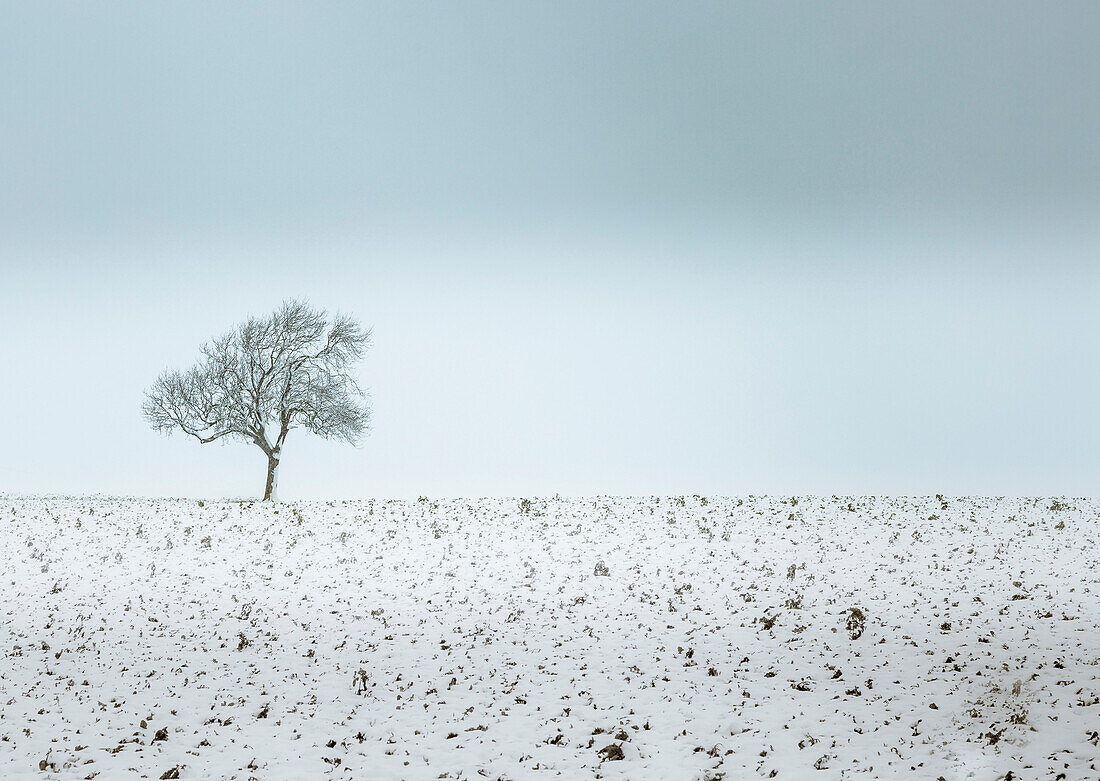 Lonely tree, winter snow scene, Aldbury, Hertfordshire, England, United Kingdom, Europe
