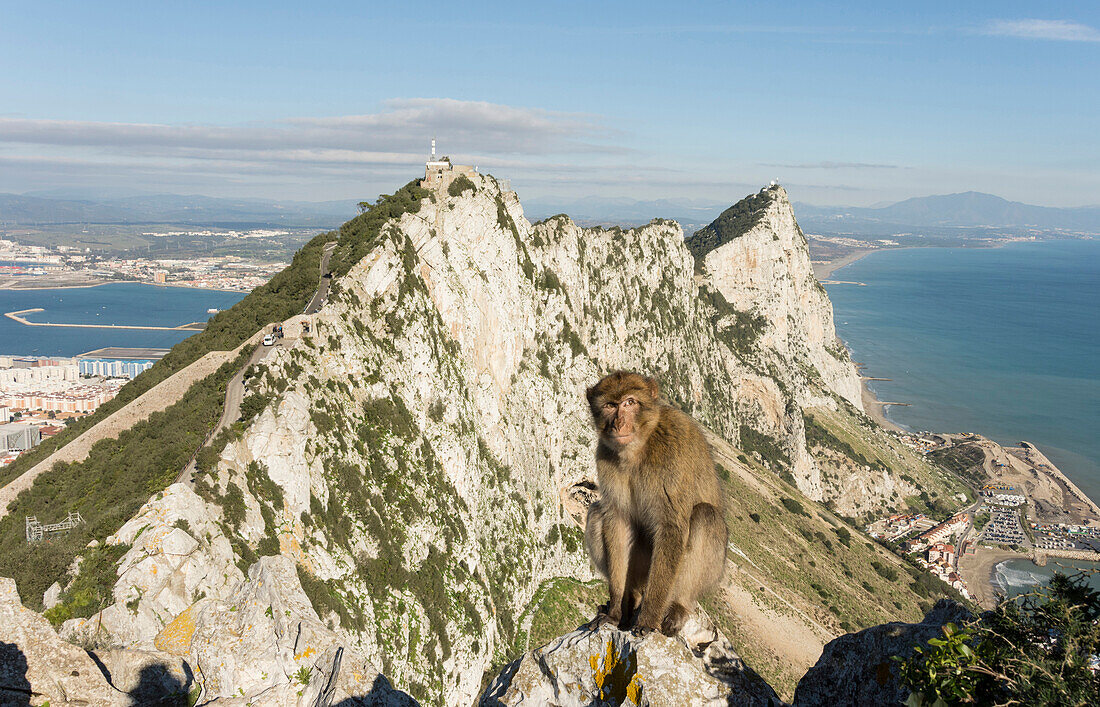 Resident Barbary macaque, with view north along the Rock behind him, Gibraltar, Europe