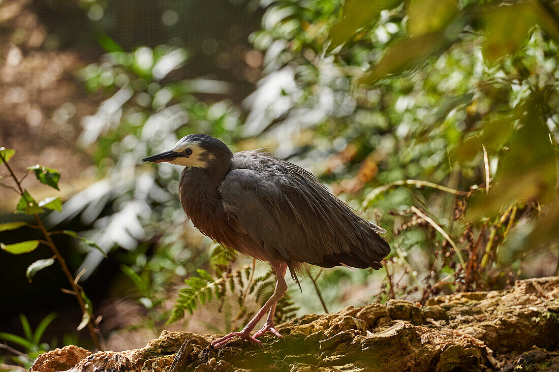 A young White-faced Egret strolls through woodland near Auckland, North Island, New Zealand, Pacific