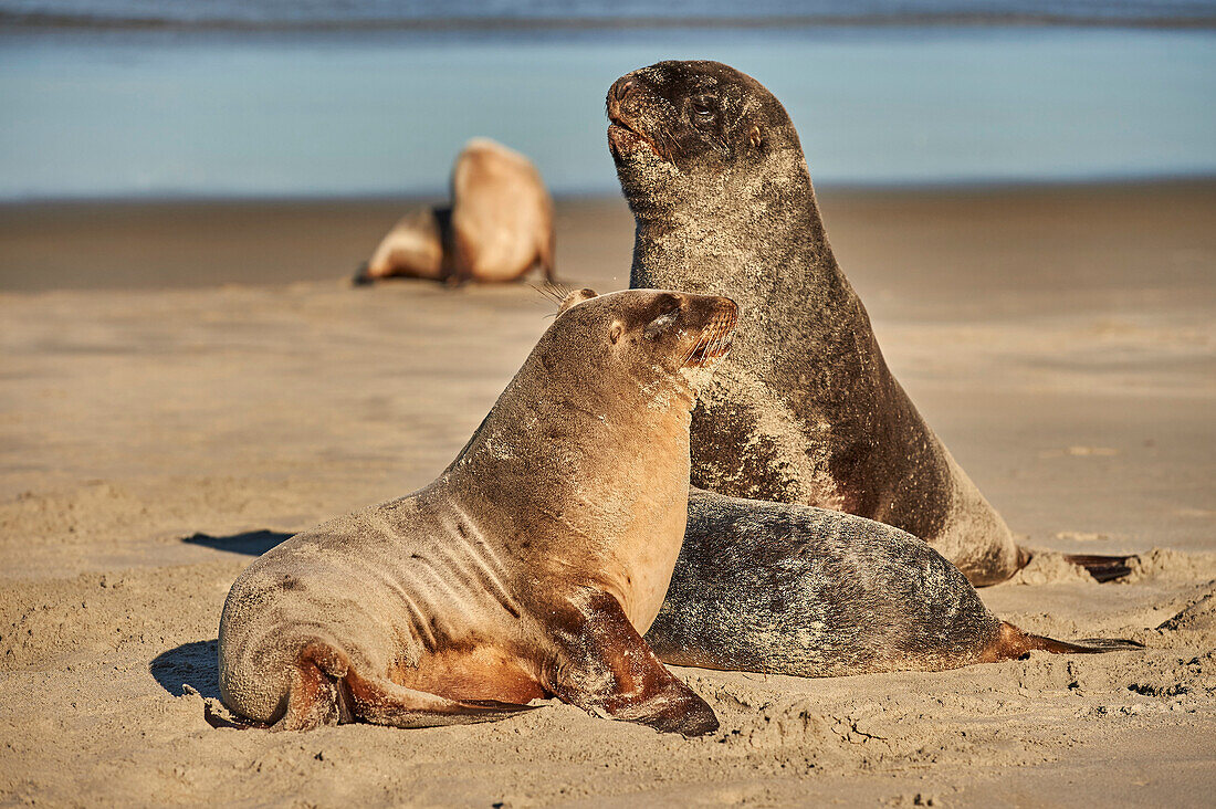 A male New Zealand sea lion (Hooker's sea lion) guards juvenile females of the species on Allans Beach, Otago Peninsula, Otago, South Island, New Zealand, Pacific