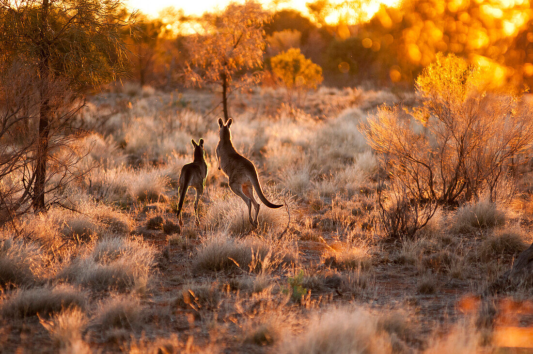 Two Eastern Grey Kangaruhs at sunset