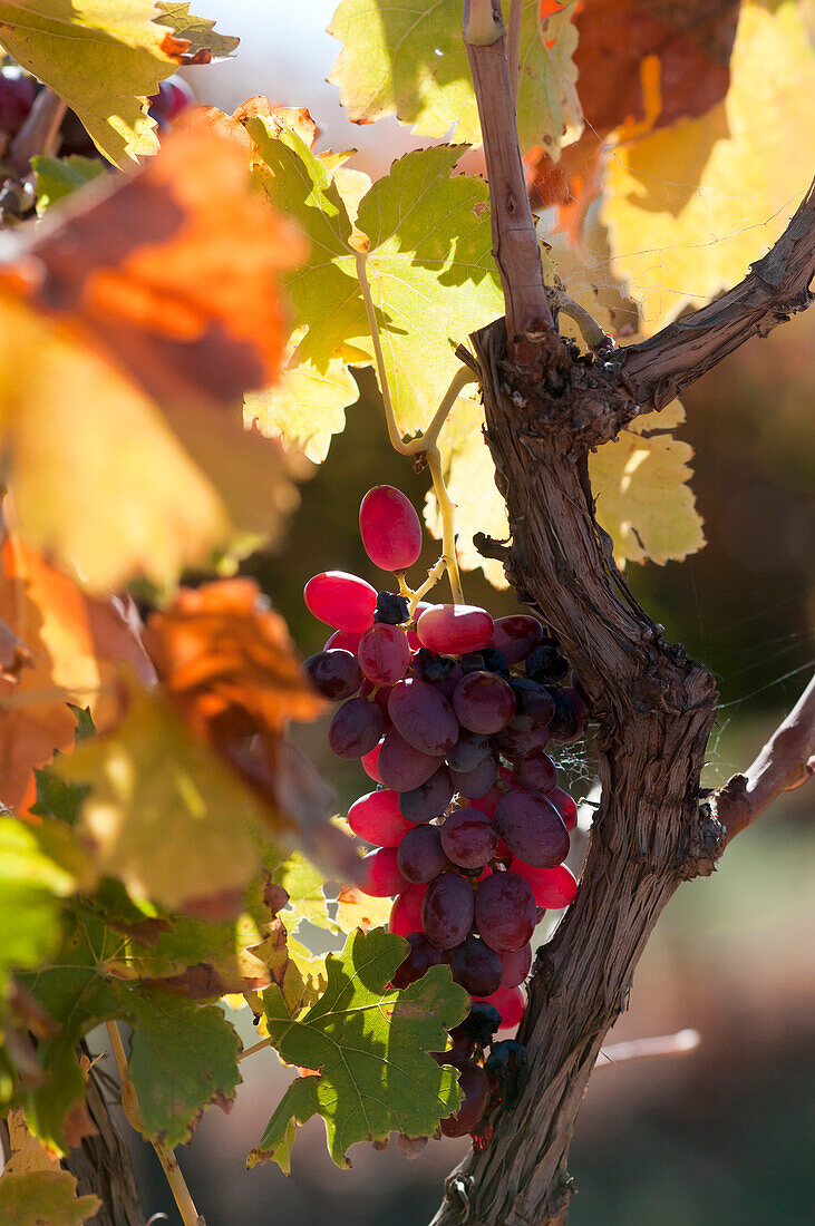 Weinstock mit reifen Reben in einem Weinanbaugebiet nahe Mildura, Mildura, Victoria, Australien