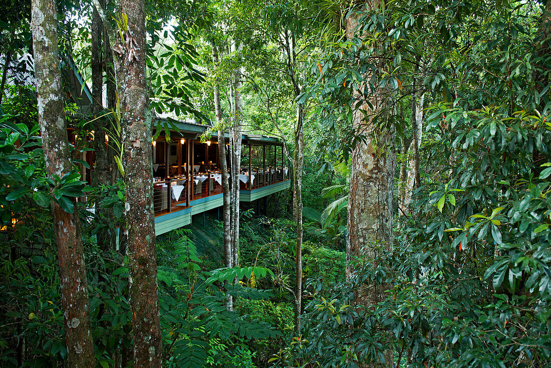 Das Restaurant über dem Mossman River gleicht einem Baumhaus, Silky Oaks Lodge, Queensland, Australien