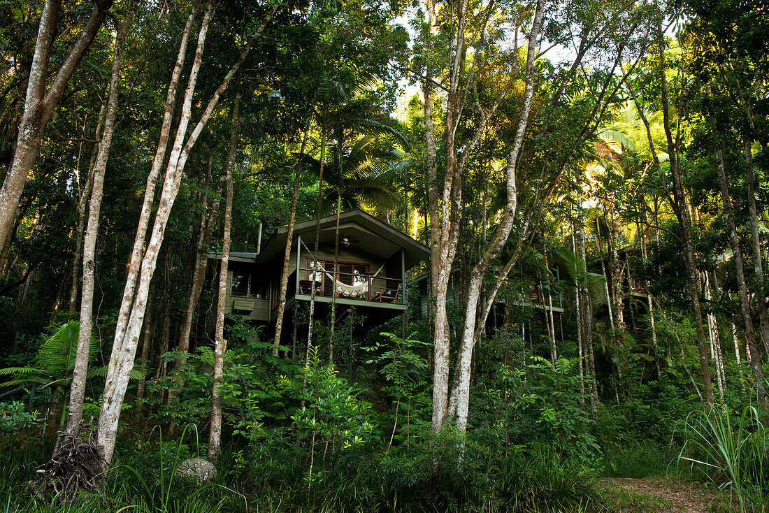 Die River Treehouse liegen direkt am Mossman River, Silky Oaks Lodge, Queensland, Australien