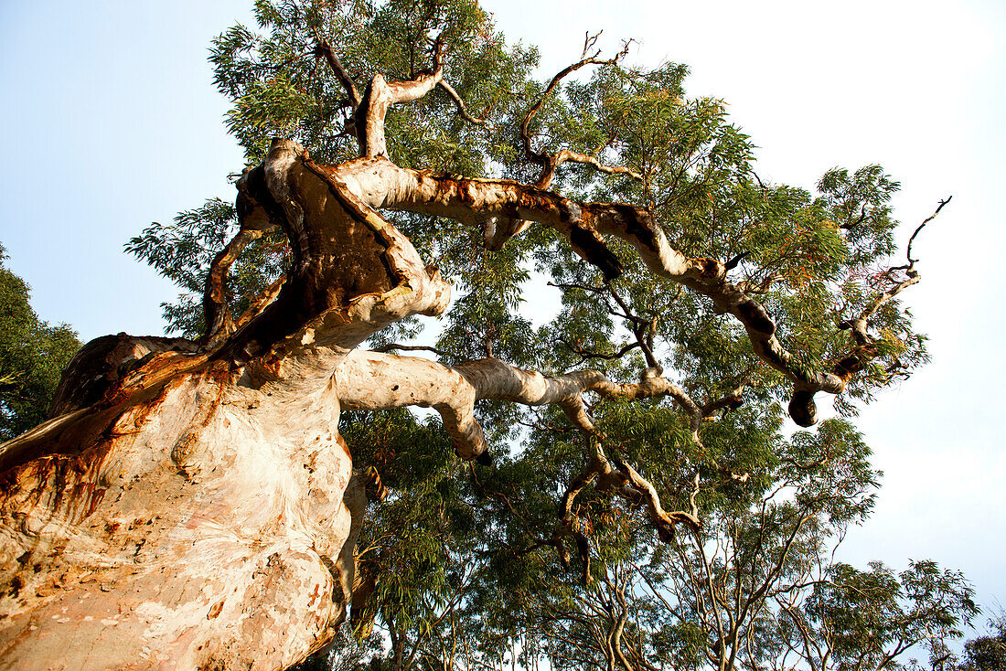 Knorrige Angopherabäume wachsen um das Pretty Beach House, Central Coast, New South Wales, Australien