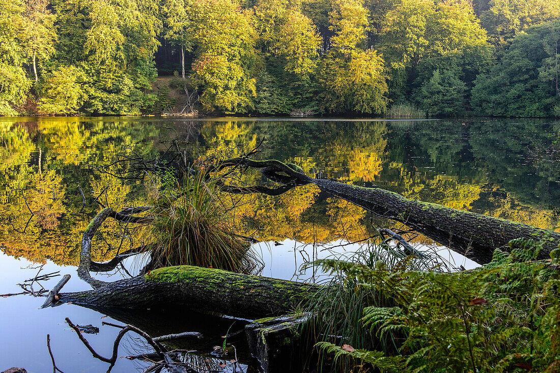 Pond with dead tree in Sassnitz NP Jasmund, Ruegen, Ostseekueste, Mecklenburg-Vorpommern, Germany