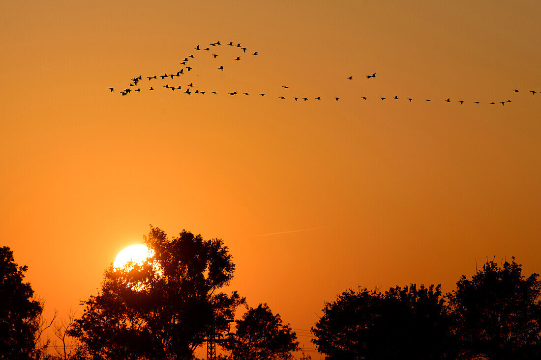 Zugvögel bei Sonnenuntergang auf der Insel Ummanz, Kranichbeobachtungsstelle, Ostseeküste, Mecklenburg-Vorpommern Deutschland