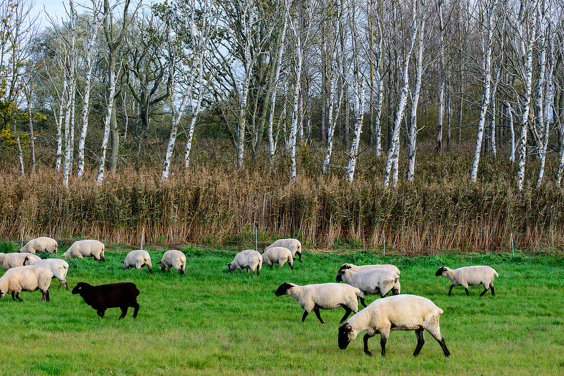 Schafe an der Kranichbeobachtungsstelle Pramort, Ostseeküste, Mecklenburg-Vorpommern Deutschland