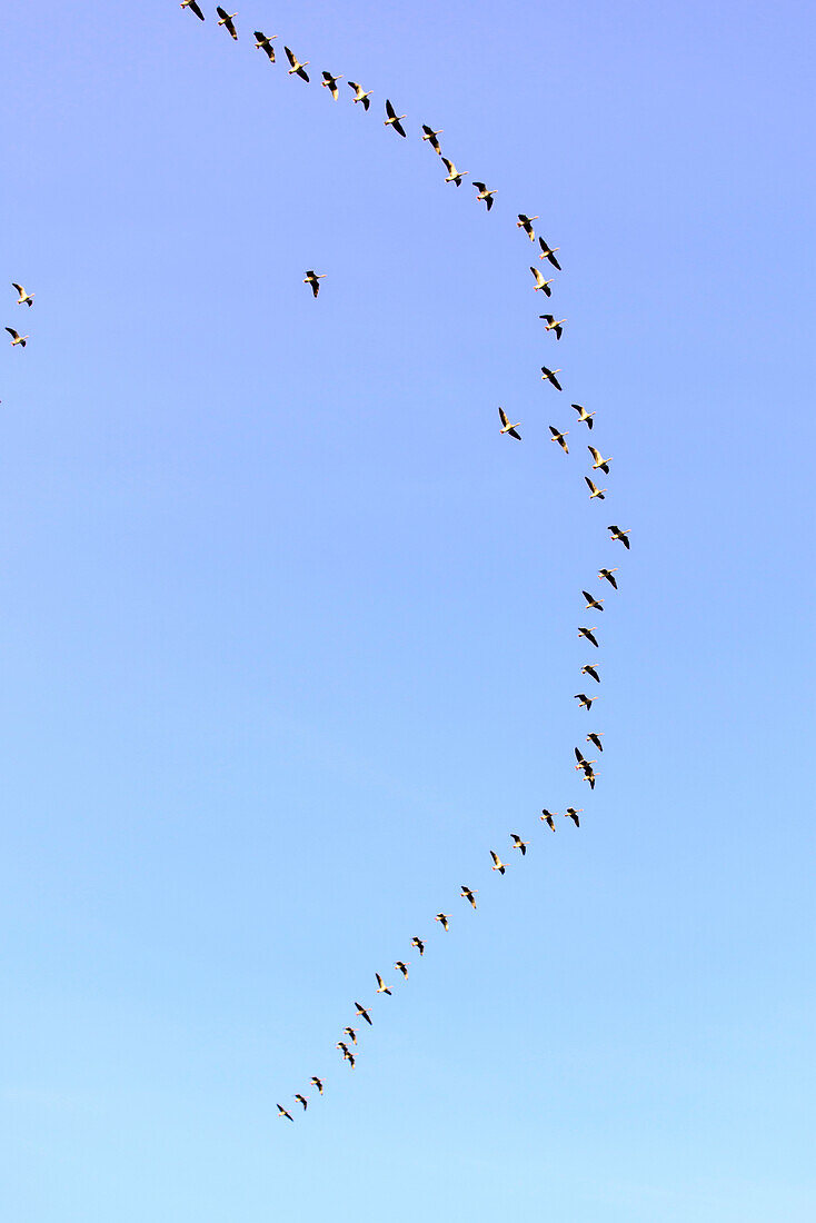 Geese fly in the sky, Neuendorf, Hiddensee, Ruegen, Ostseekueste, Mecklenburg-Vorpommern, Germany