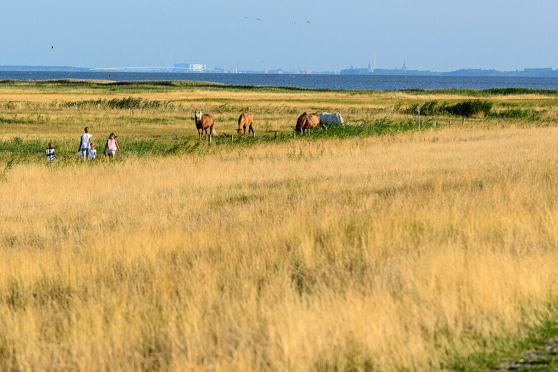 Pferde mit Kindern mit Blick auf Stralsund bei Neündorf, Hiddensee, Rügen, Ostseeküste, Mecklenburg-Vorpommern Deutschland