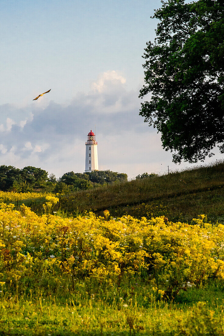 Blumenwiese vor Leuchtturm Dornbusch auf Hiddensee, Rügen, Ostseeküste, Mecklenburg-Vorpommern, Deutschland