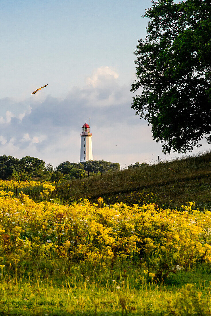 Flower meadow in front of Lighthouse Dornbusch on Hiddensee, Ruegen, Baltic Sea coast, Mecklenburg-Vorpommern, Germany