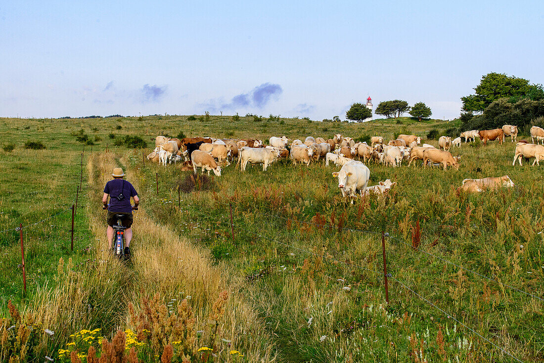 Herd of cows and cyclists in front of lighthouse Dornbusch, Hiddensee, Ruegen, Baltic Sea coast, Mecklenburg-Vorpommern, Germany