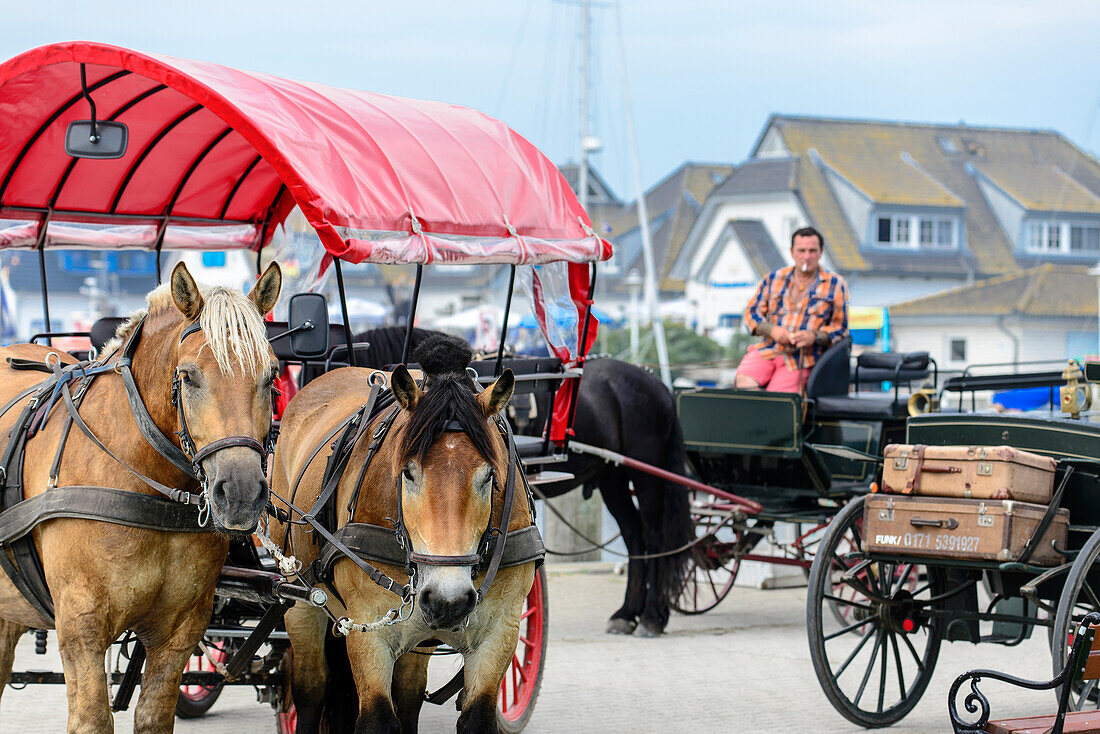 Pferdekutschen warten auf Gäste am Hafen von Vitte, Hiddensee, Ruegen, Ostseekueste, Mecklenburg-Vorpommern, Deutschland