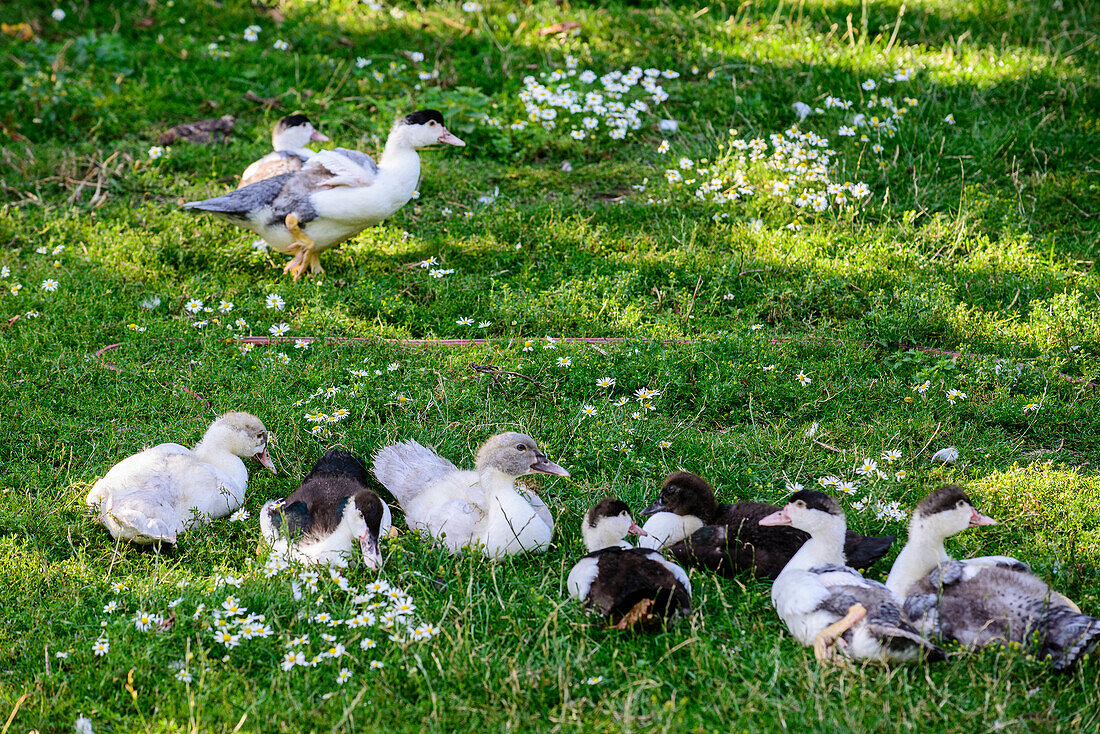 Junge Enten im Fischerdorf Vitt, Rügen, Ostseeküste, Mecklenburg-Vorpommern, Deutschland