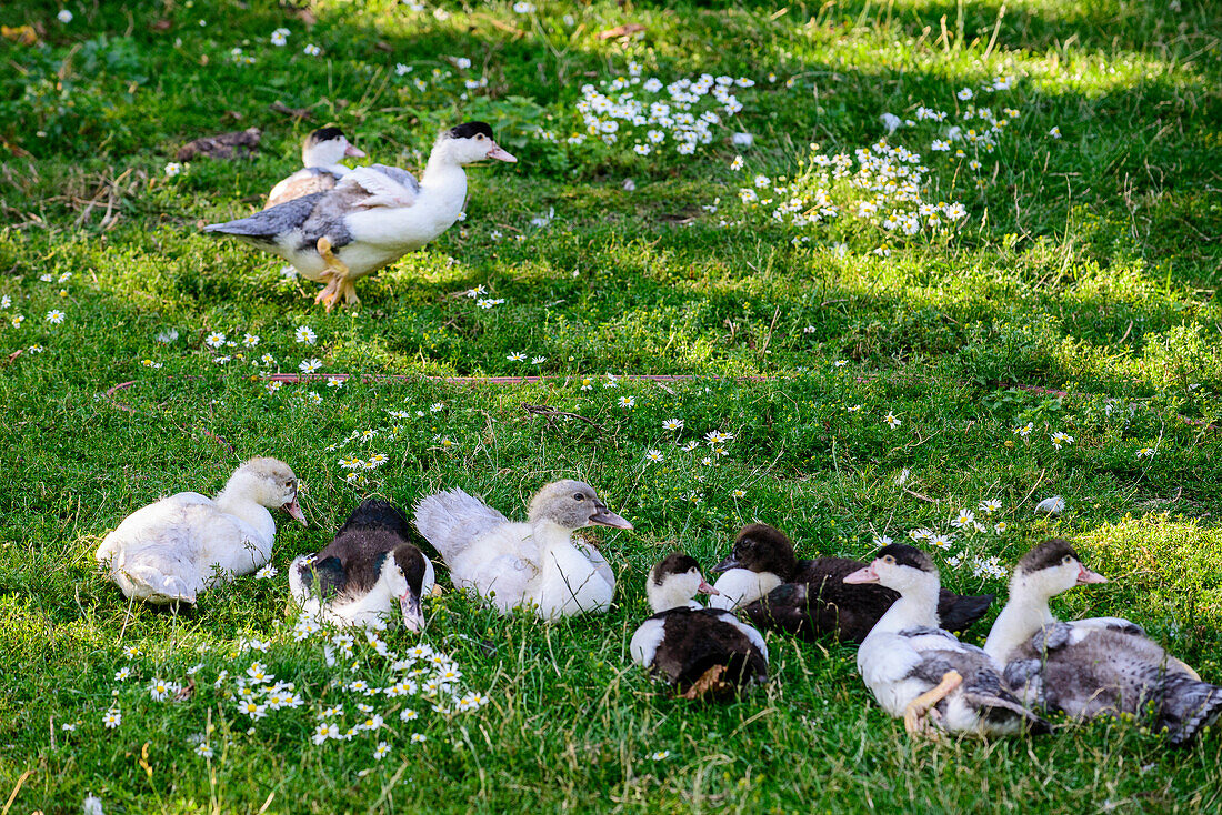 Young ducks in the fishing village Vitt, Ruegen, Baltic Sea Coast, Mecklenburg-Vorpommern, Germany