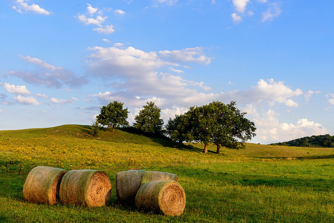 Round straw bales in the pasture in the village of Grieben, Hiddensee, Ruegen, Ostseekueste, Mecklenburg-Vorpommern, Germany