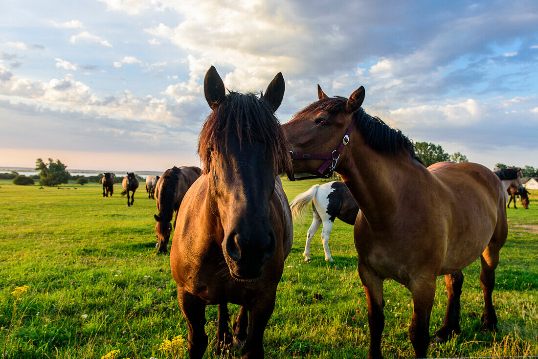 Pferde auf der Weide im Dorf Grieben, Hiddensee, Rügen, Ostseeküste, Mecklenburg-Vorpommern, Deutschland