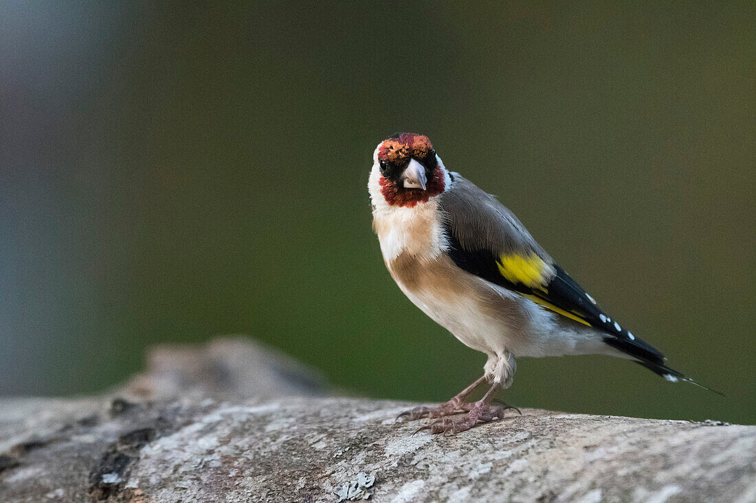 A European goldfinch (Carduelis carduelis), on a tree log, Slovenia, Europe