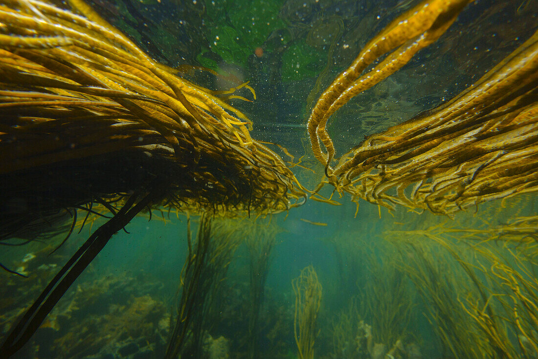Underwater image of seaweed, Inner Hebrides, Scotland, United Kingdom, Europe