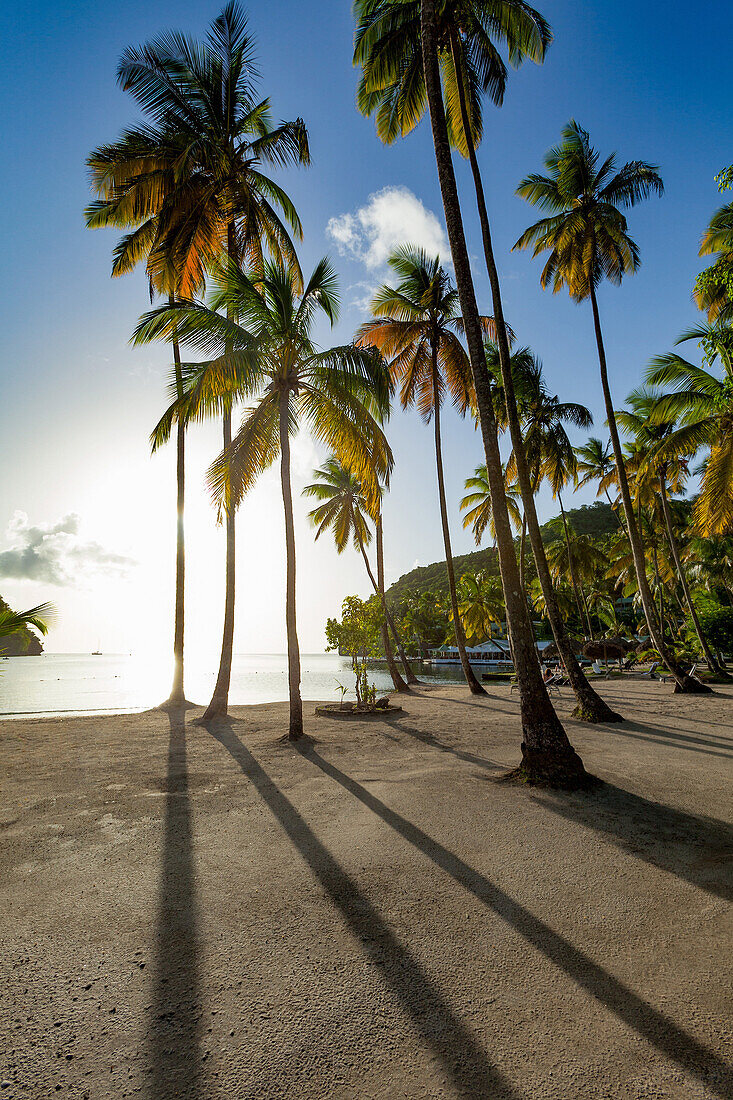 Tall palms and long shadows on the small beach at Marigot Bay, St. Lucia, Windward Islands, West Indies Caribbean, Central America
