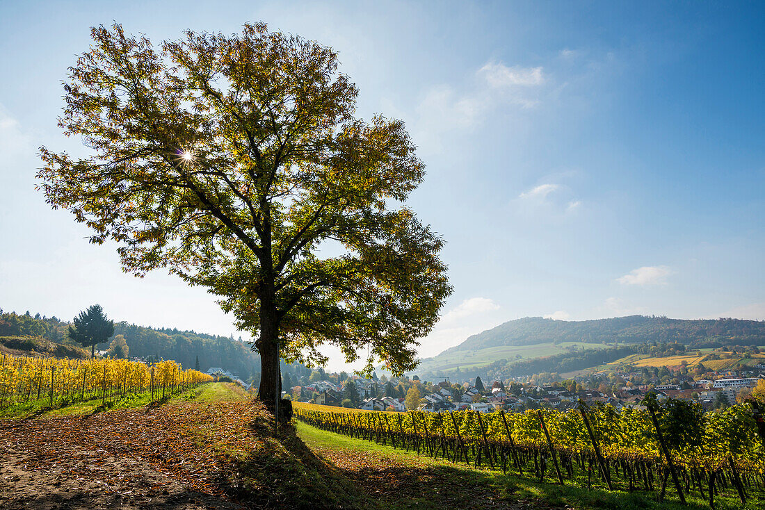 Baum im Herbst, Freiburg im Breisgau, Schwarzwald, Baden-Württemberg, Deutschland