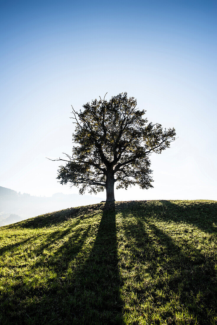 Solitary oak, English oak (Quercus robur) in autumn, Freiburg im Breisgau, Black Forest, Baden-Württemberg, Germany