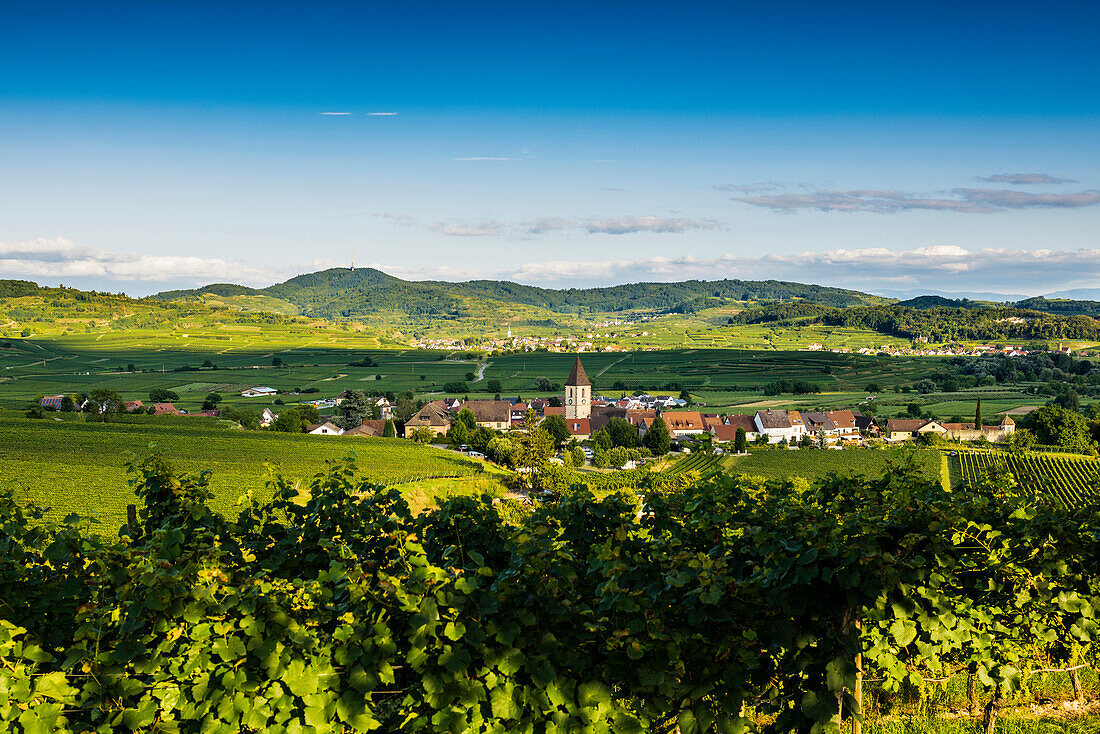 Winzerdorf und Kulturlandschaft im Herbst, Burkheim, Kaiserstuhl, Baden-Württemberg, Deutschland