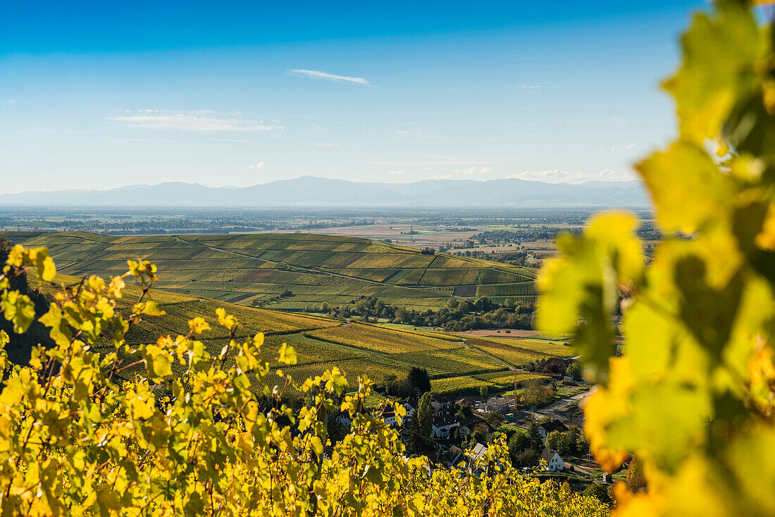 vineyards, Ebringen, near Freiburg im Breisgau, Markgräflerland, Black Forest, Baden-Württemberg, Germany