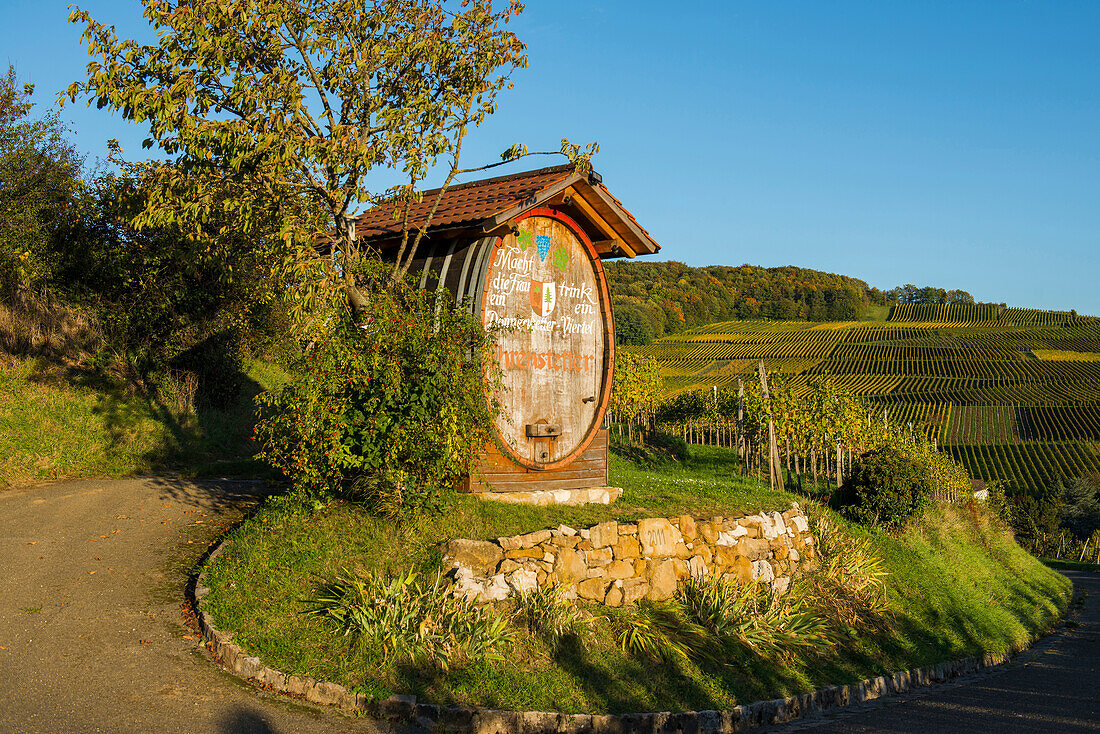 vineyards, sunset, Ehrenstetten, near Freiburg im Breisgau, Markgräflerland, Black Forest, Baden-Württemberg, Germany