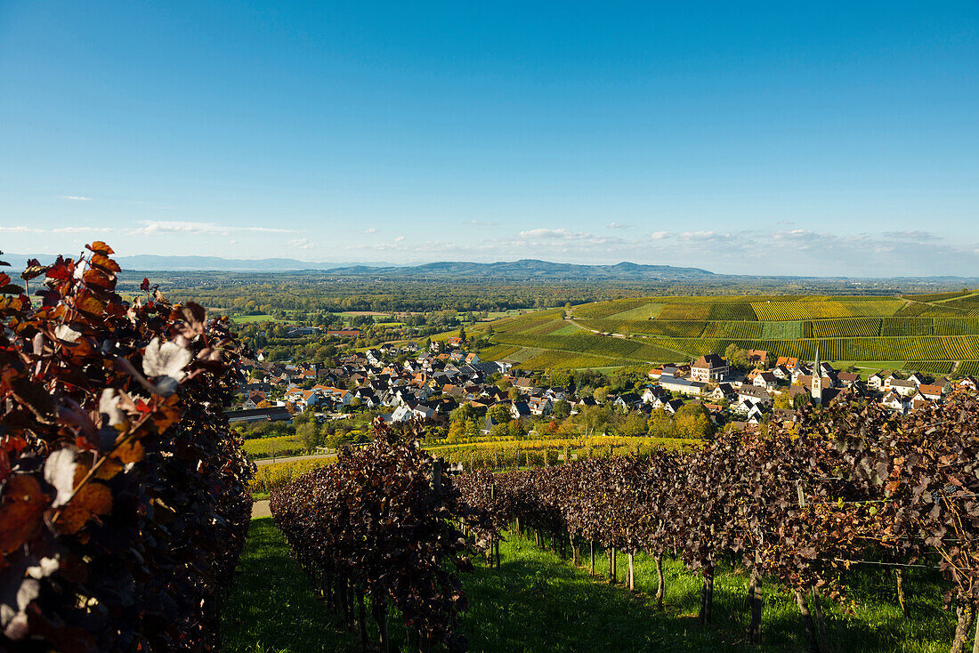 vineyards, Ebringen, near Freiburg im Breisgau, Markgräflerland, Black Forest, Baden-Württemberg, Germany