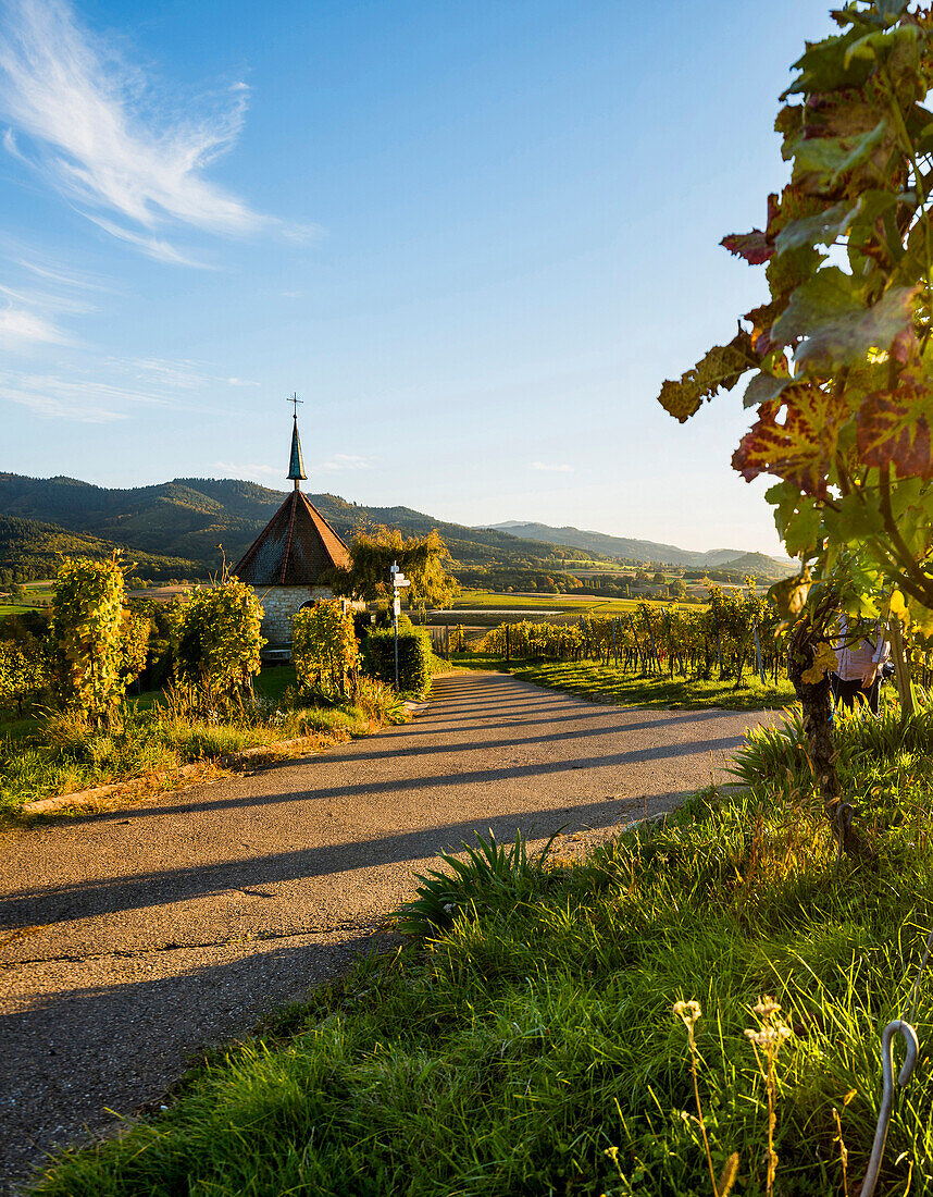 Ölbergkapelle, Weinberg bei Sonnenuntergang, Ehrenstetten, bei Freiburg im Breisgau, Markgräflerland, Schwarzwald, Baden-Württemberg, Deutschland