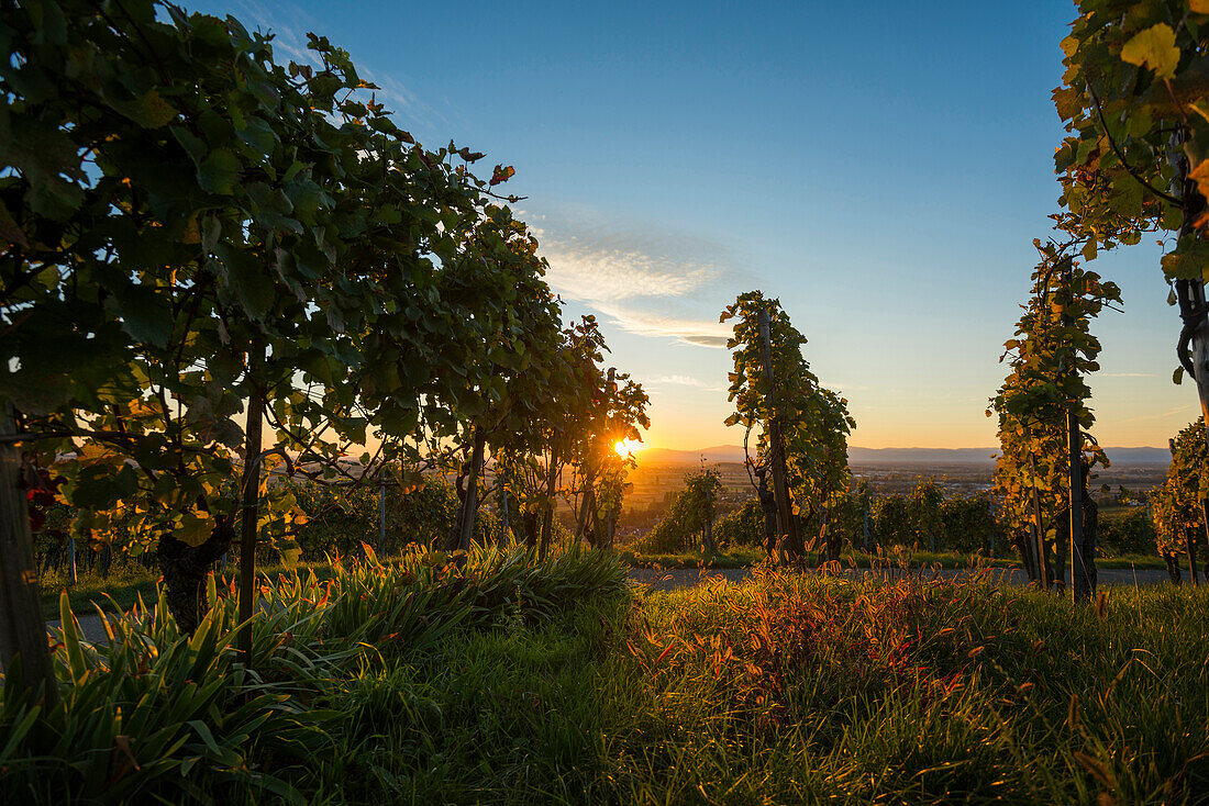 Weinberg bei Sonnenuntergang, Ehrenstetten, bei Freiburg im Breisgau, Markgräflerland, Schwarzwald, Baden-Württemberg, Deutschland