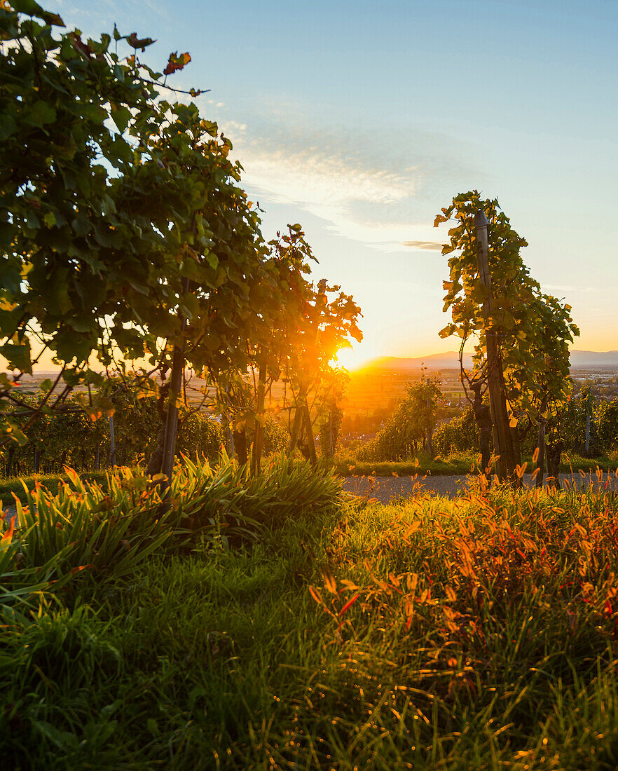 Weinberg bei Sonnenuntergang, Ehrenstetten, bei Freiburg im Breisgau, Markgräflerland, Schwarzwald, Baden-Württemberg, Deutschland