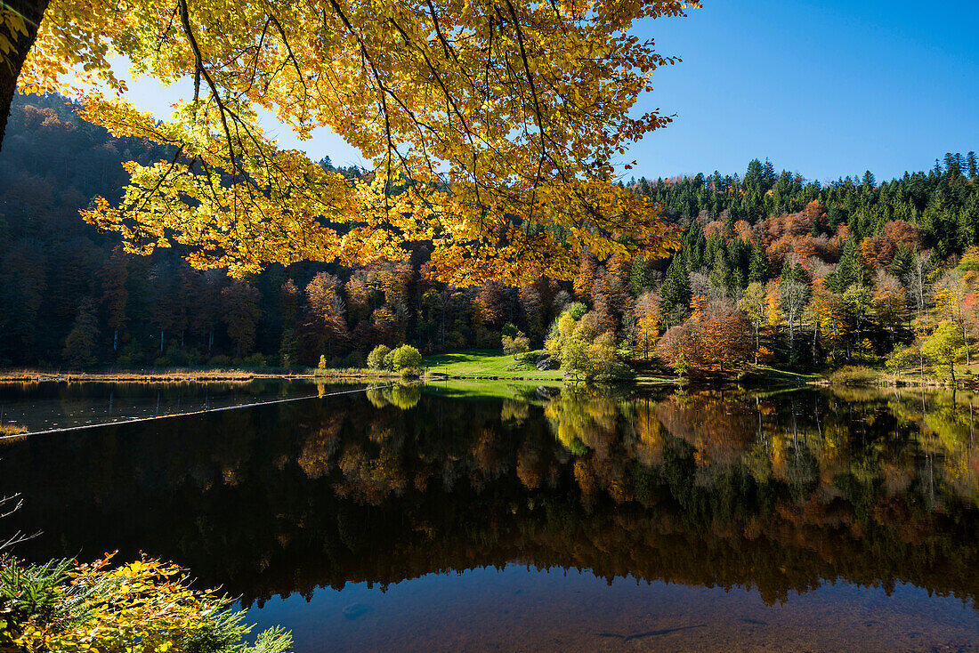 Lake with autumnal forest, water reflection, Nonnenmattweiher, Neuenweg, Black Forest, Baden-Württemberg, Germany