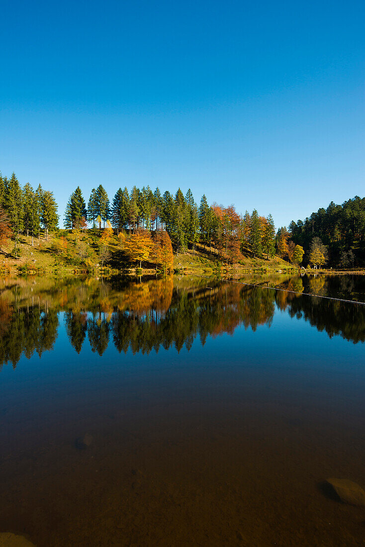 Lake with autumnal forest, water reflection, Nonnenmattweiher, Neuenweg, Black Forest, Baden-Württemberg, Germany