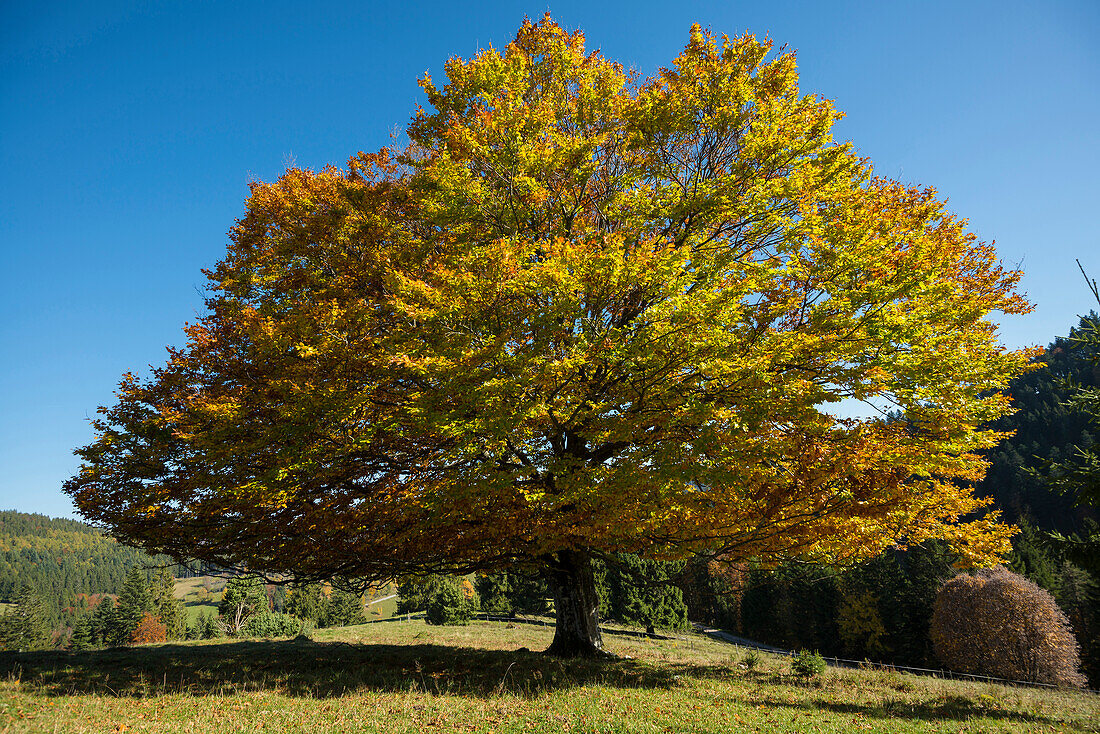 herbstlich verfärbte Buche (fagus), Nonnenmattweiher, Neuenweg, Schwarzwald, Baden-Württemberg, Deutschland