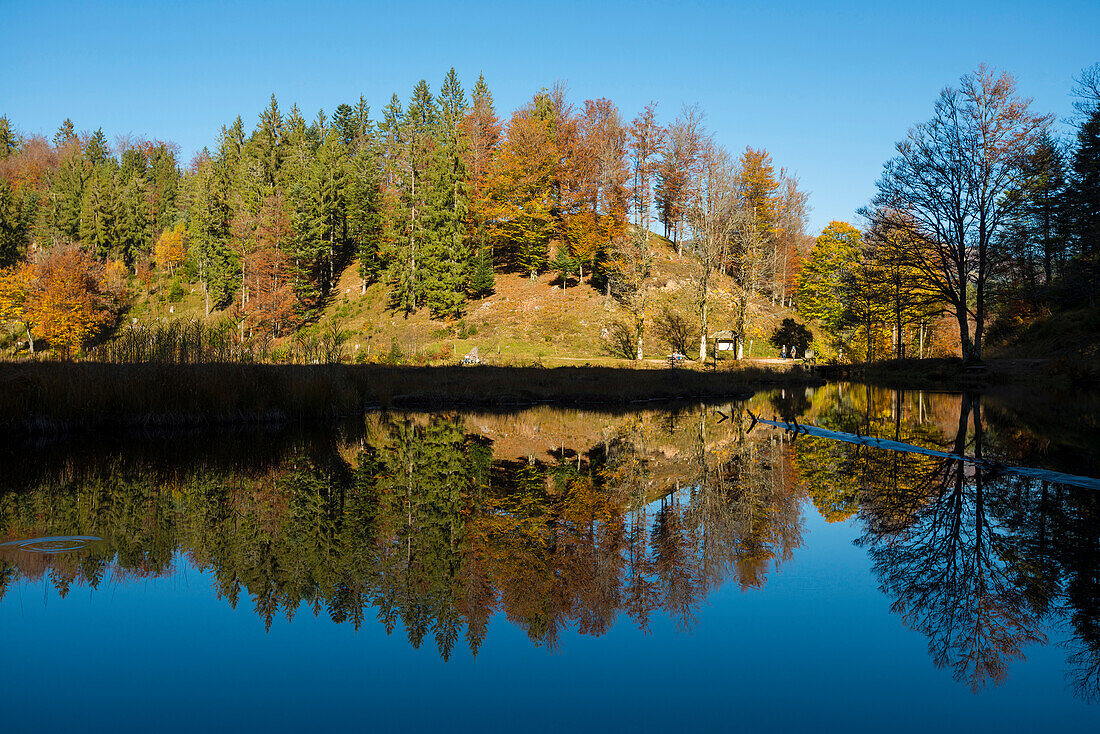 See mit Herbstwald, Wasserspiegelung, Nonnenmattweiher, Neuenweg, Schwarzwald, Baden-Württemberg, Deutschland