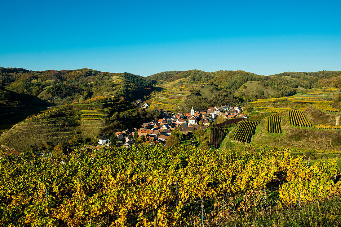 Village in the vineyards in autumn, Schelingen, Kaiserstuhl, Baden-Württemberg, Germany