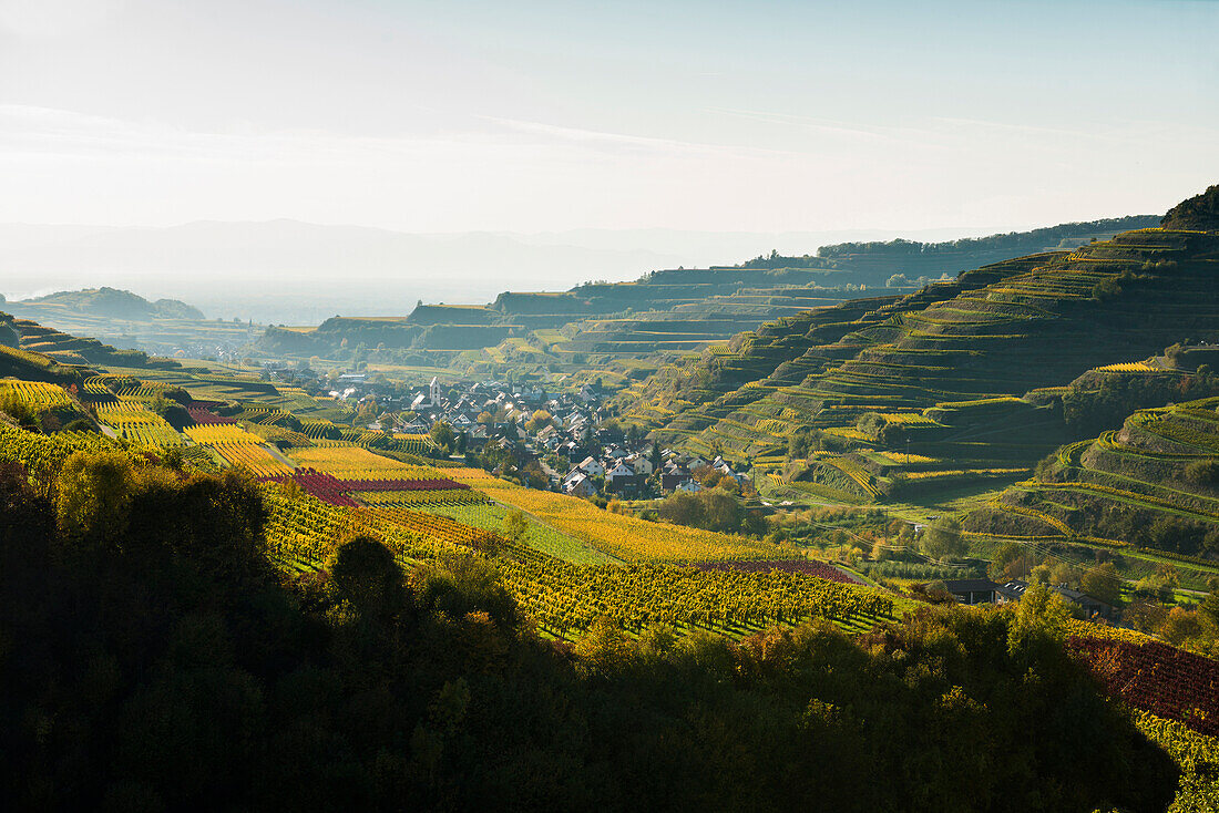 Hills and vineyards, Oberrotweil, Kaiserstuhl, Baden-Württemberg, Germany